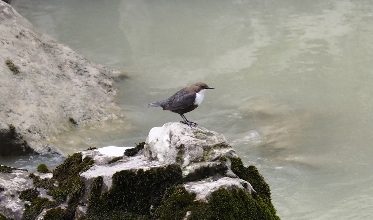 White-throated Dipper - ML52542071