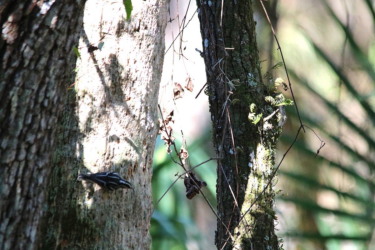 Black-and-white Warbler - ML525420731