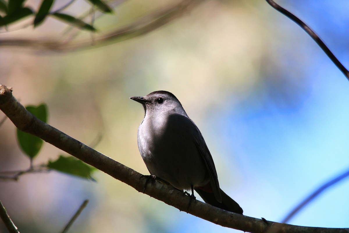 Gray Catbird - ML525420801