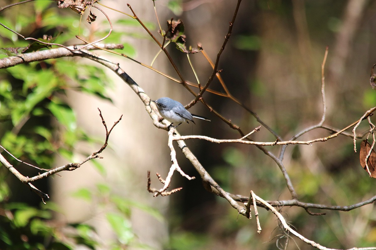 Blue-gray Gnatcatcher - ML525420811