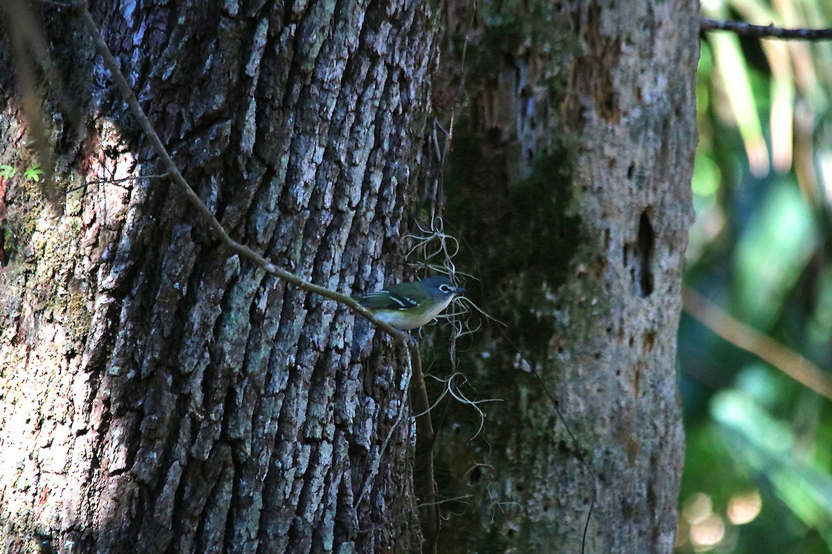 Vireo Solitario - ML525420841