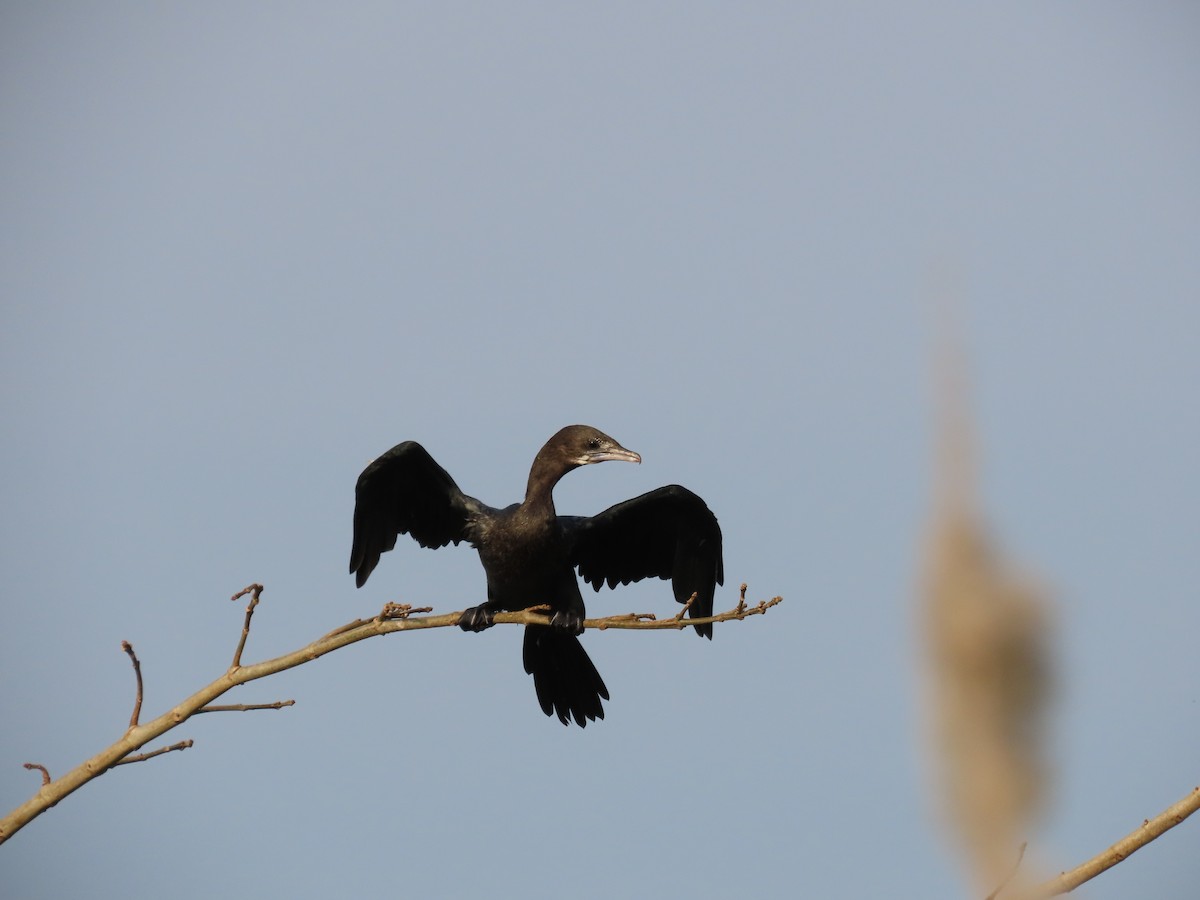 Little Cormorant - ML525420961