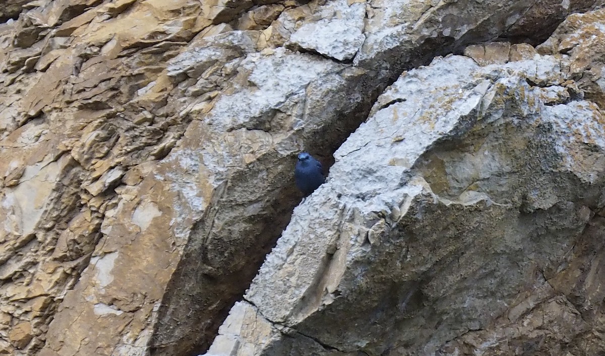 Синий каменный дрозд - ML52542131