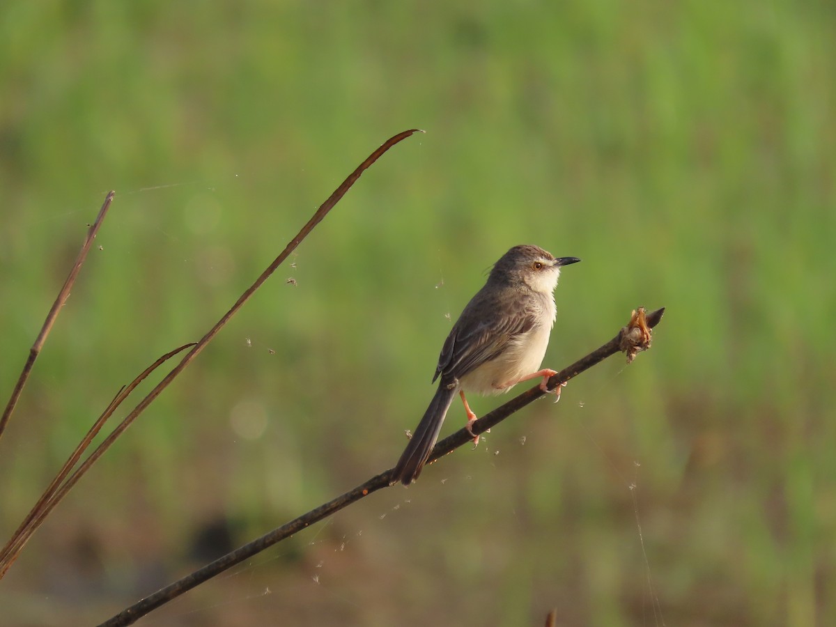 Plain Prinia - ML525421411