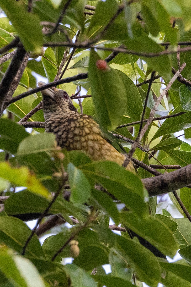 Black-eared Catbird - ML525421811