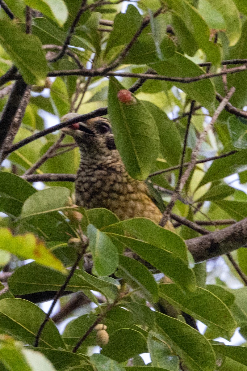 Black-eared Catbird - ML525421821