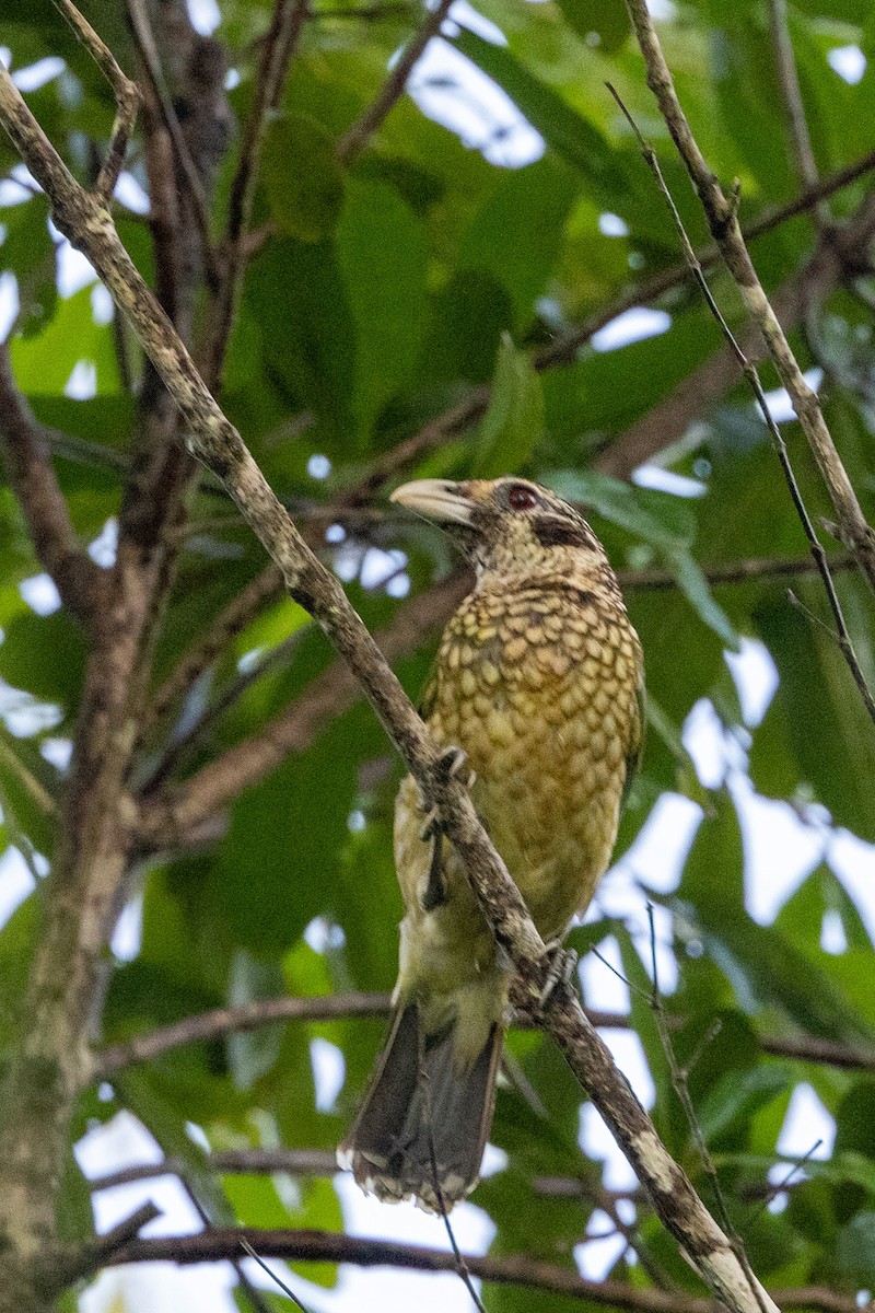 Black-eared Catbird - Richard and Margaret Alcorn