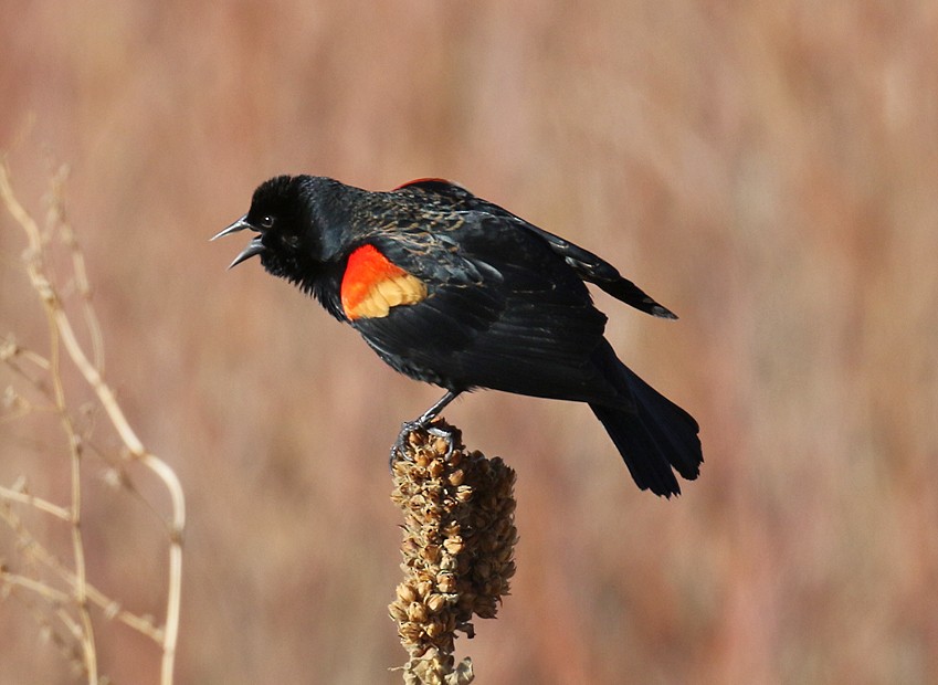 Red-winged Blackbird - ML52542201