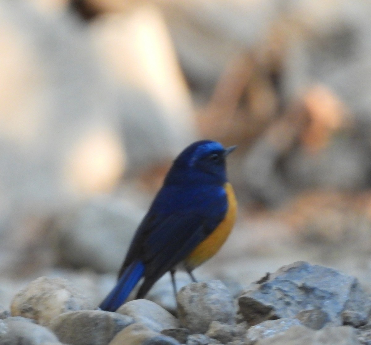 Rufous-breasted Bush-Robin - ML525422011