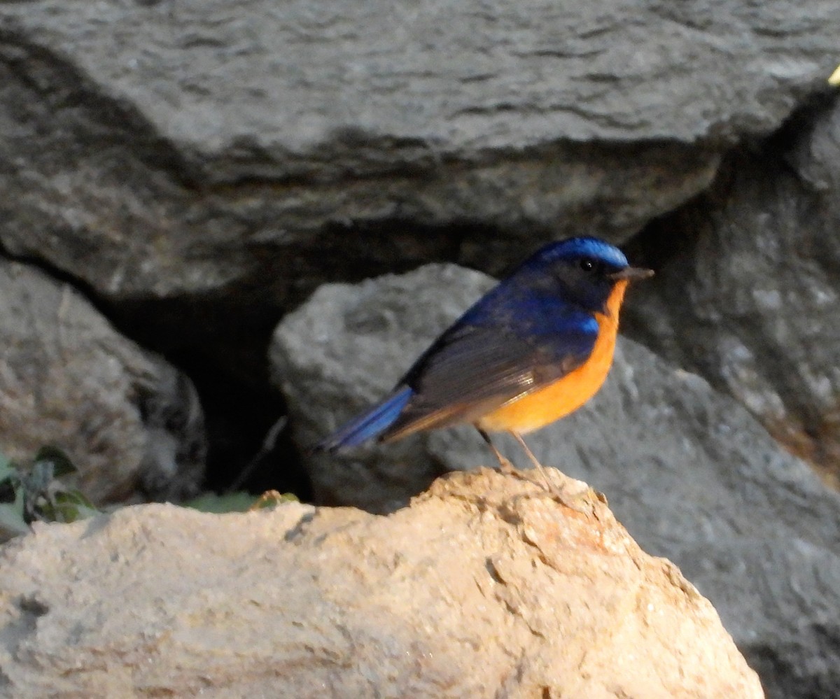 Rufous-breasted Bush-Robin - ML525422021