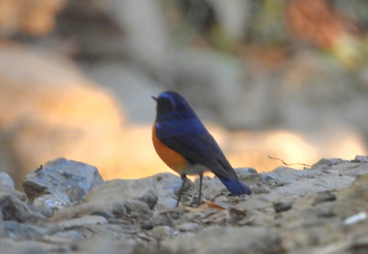 Rufous-breasted Bush-Robin - ML525422031