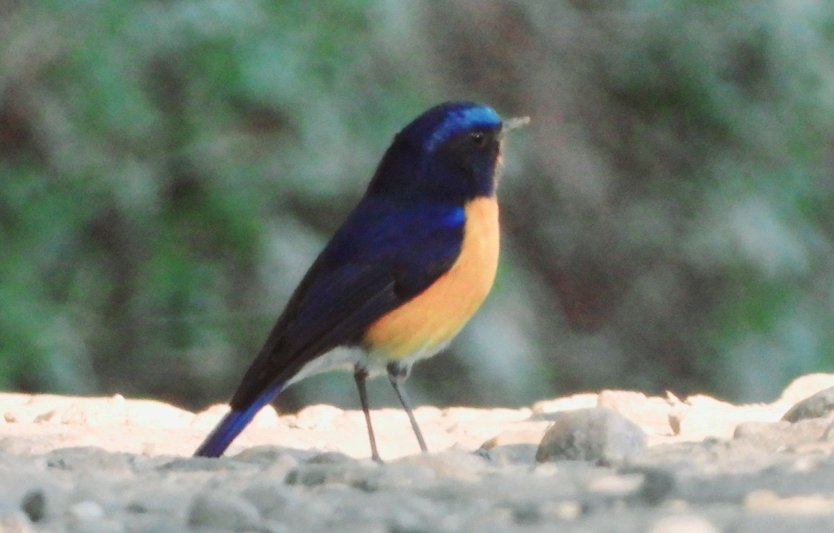 Rufous-breasted Bush-Robin - ML525422041