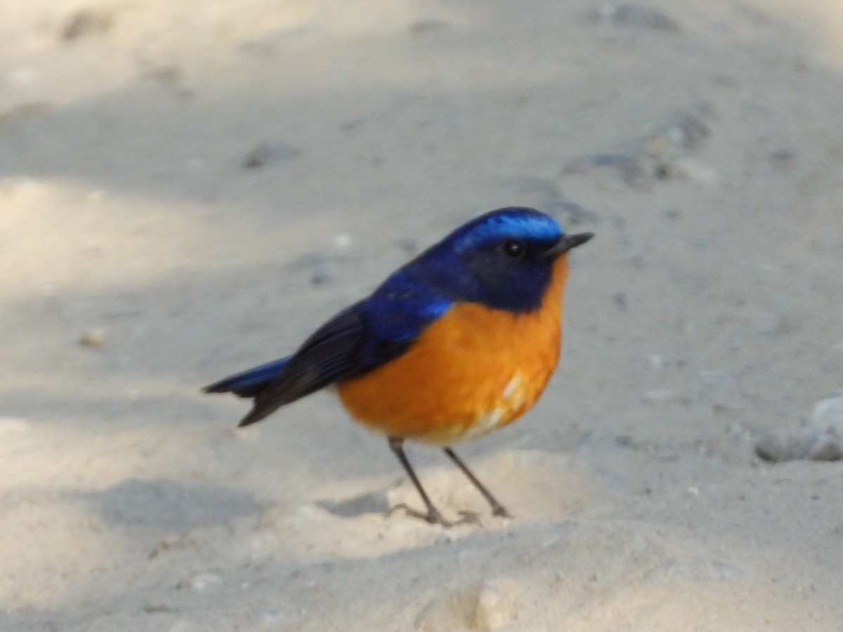 Rufous-breasted Bush-Robin - ML525422051