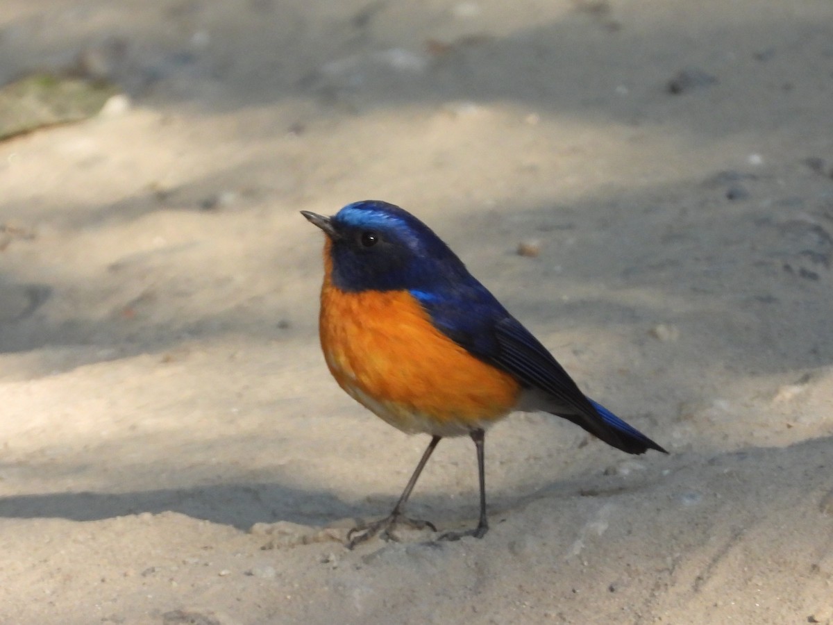 Rufous-breasted Bush-Robin - ML525422061