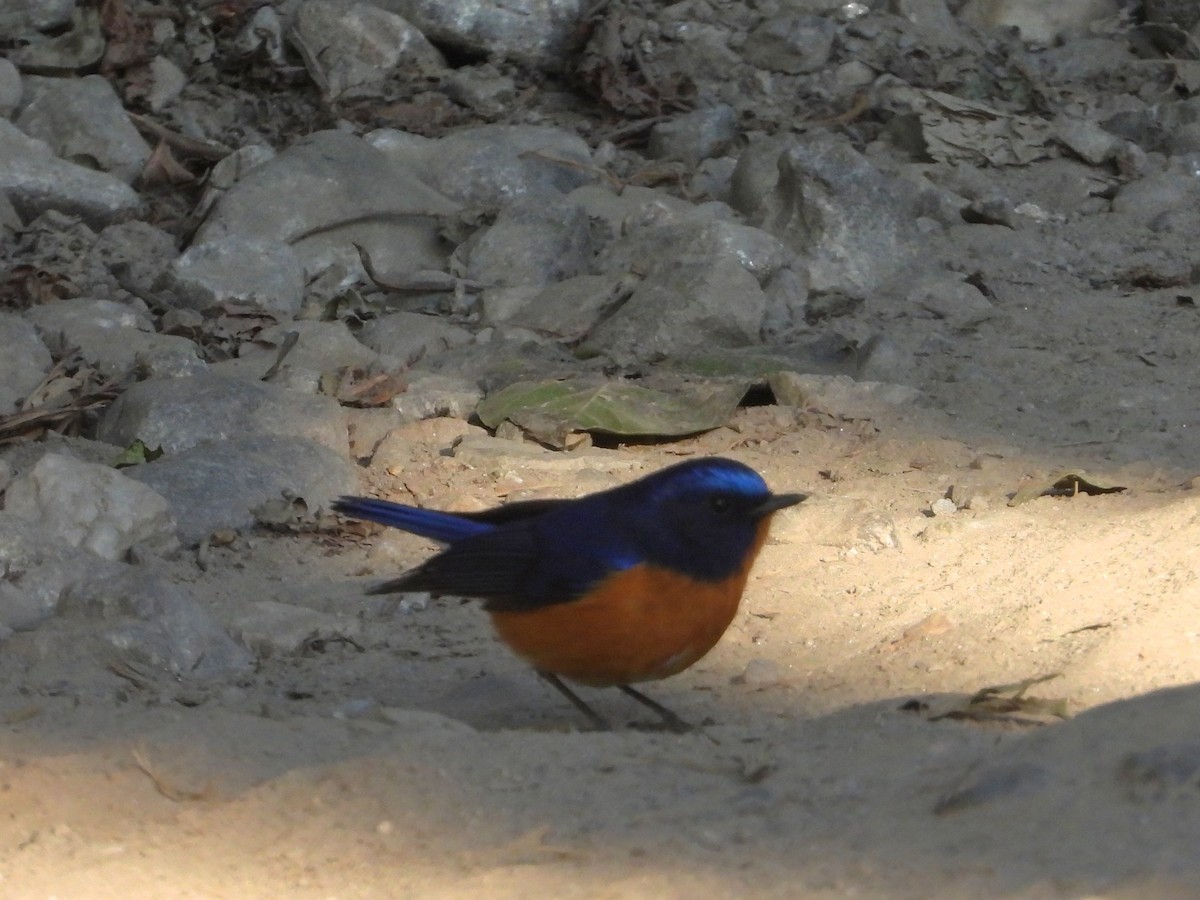 Rufous-breasted Bush-Robin - ML525422071