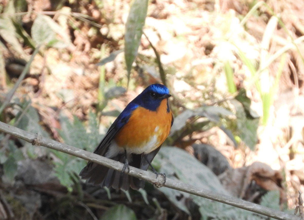 Rufous-breasted Bush-Robin - ML525422081