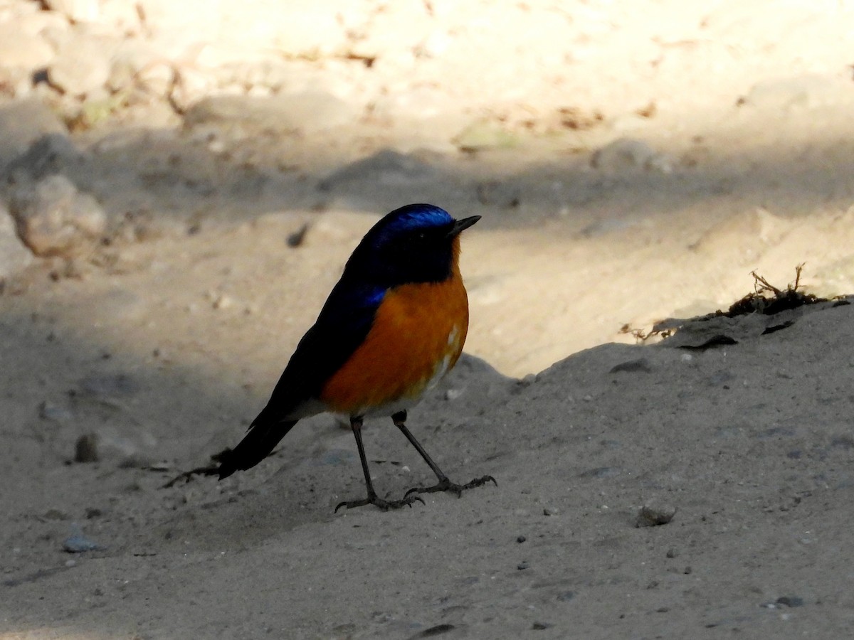 Rufous-breasted Bush-Robin - ML525422091