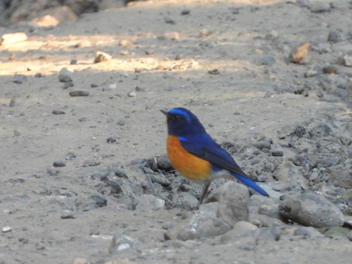 Rufous-breasted Bush-Robin - ML525422101