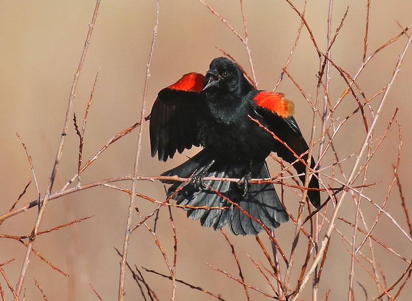 Red-winged Blackbird - ML52542211