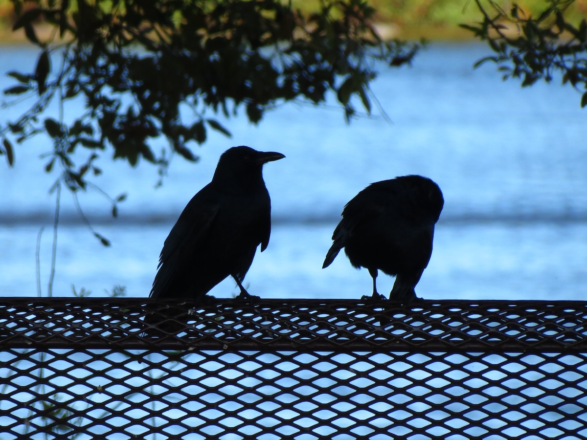 Fish Crow - Nancy Price