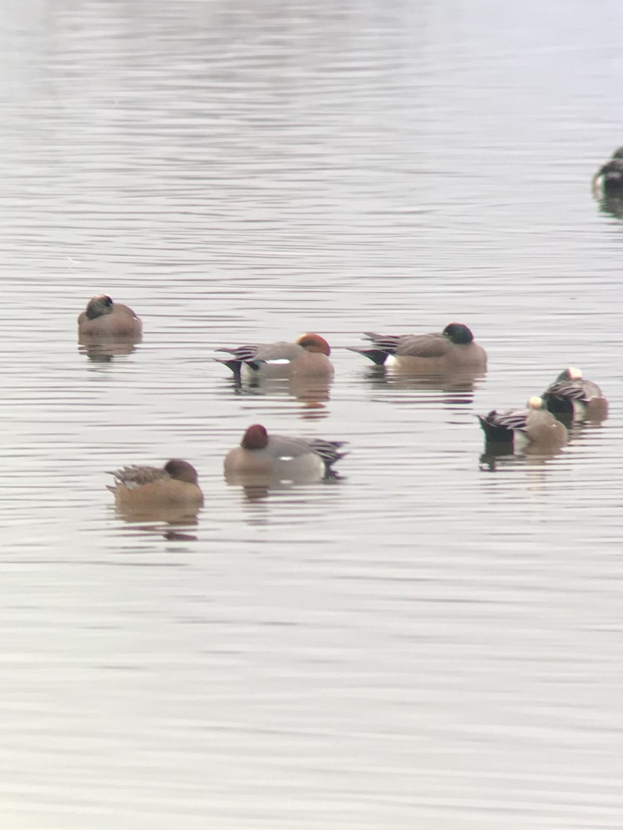 Fischione - ML525422771