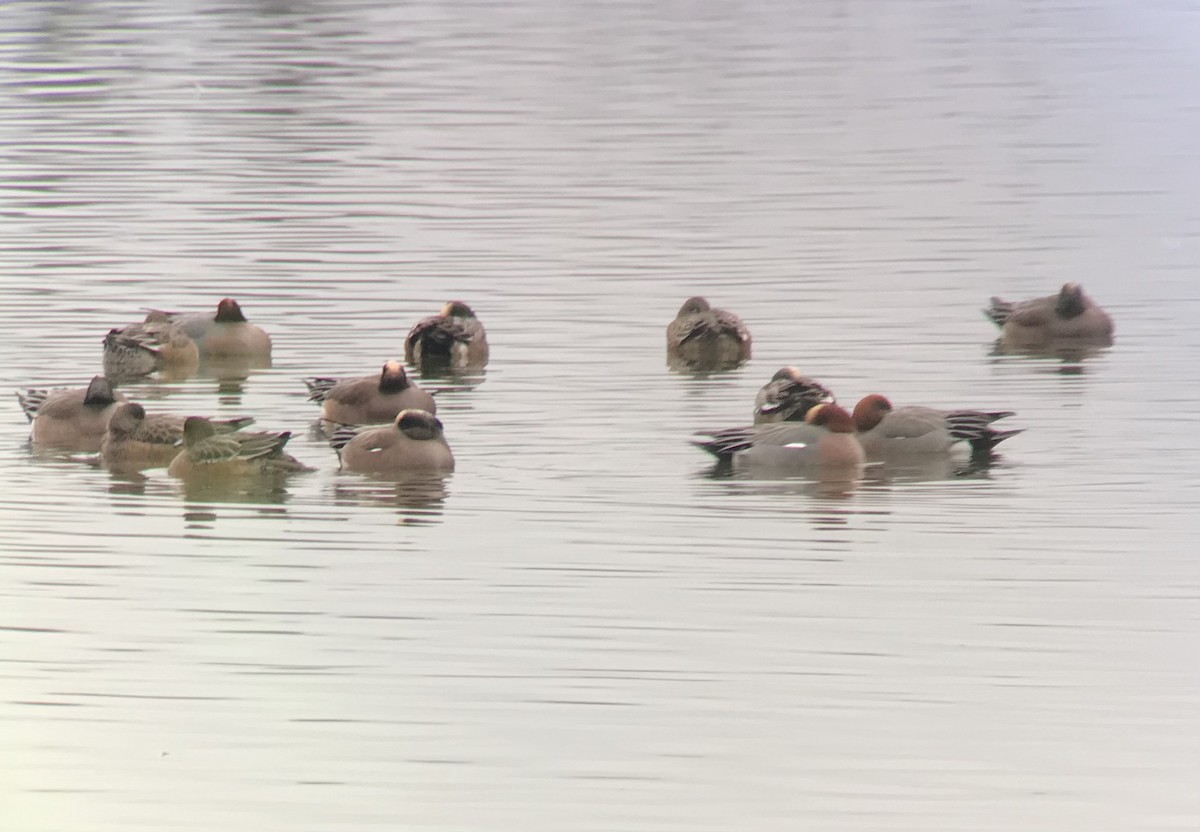 Fischione - ML525422781