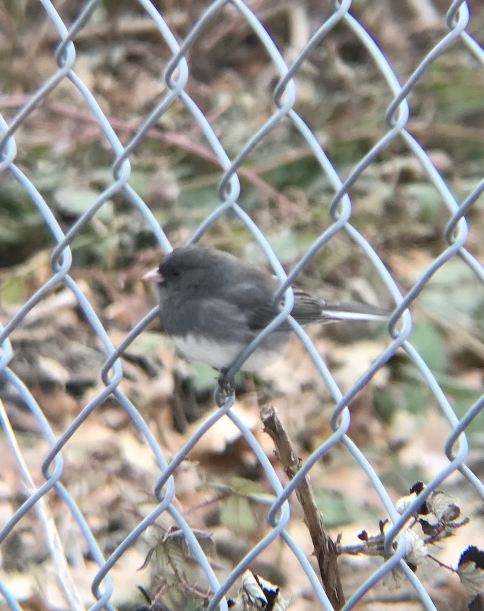 Dark-eyed Junco (Slate-colored) - ML525423231