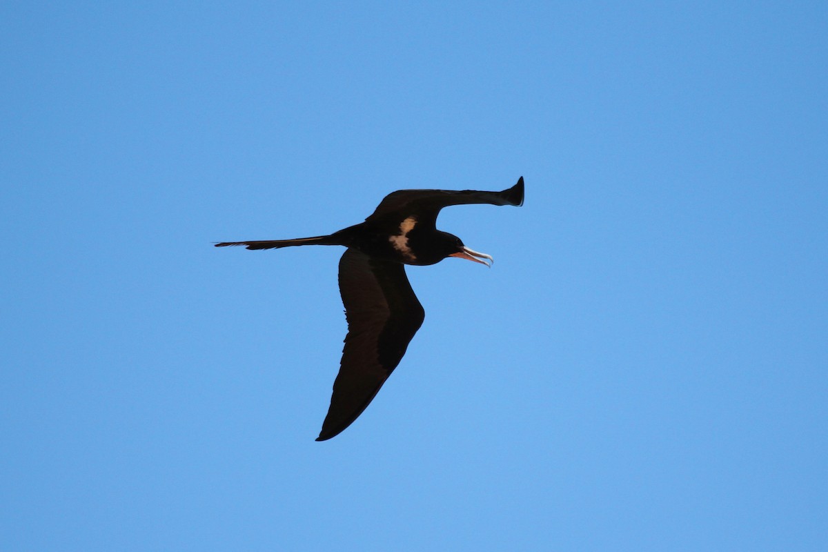 Lesser Frigatebird - ML525424271