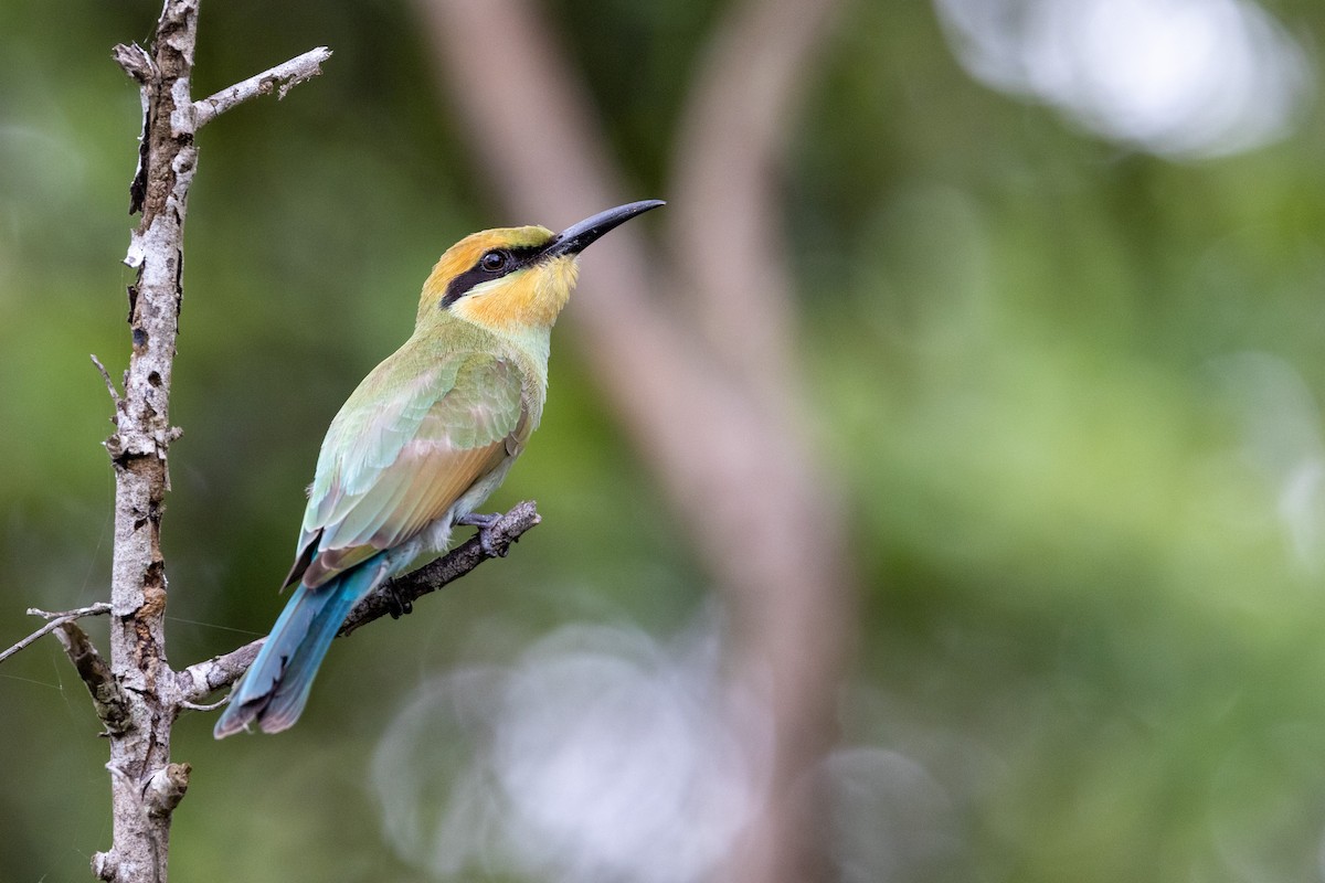 Rainbow Bee-eater - ML525424751