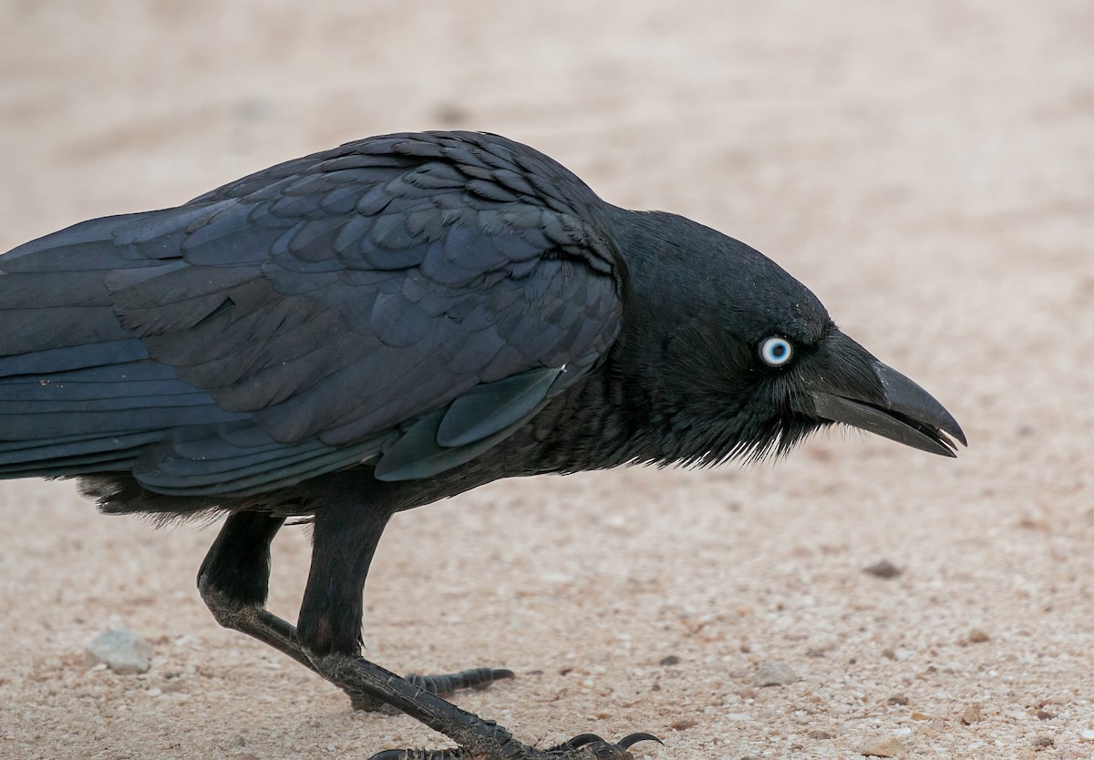 Torresian Crow - Blythe Nilson