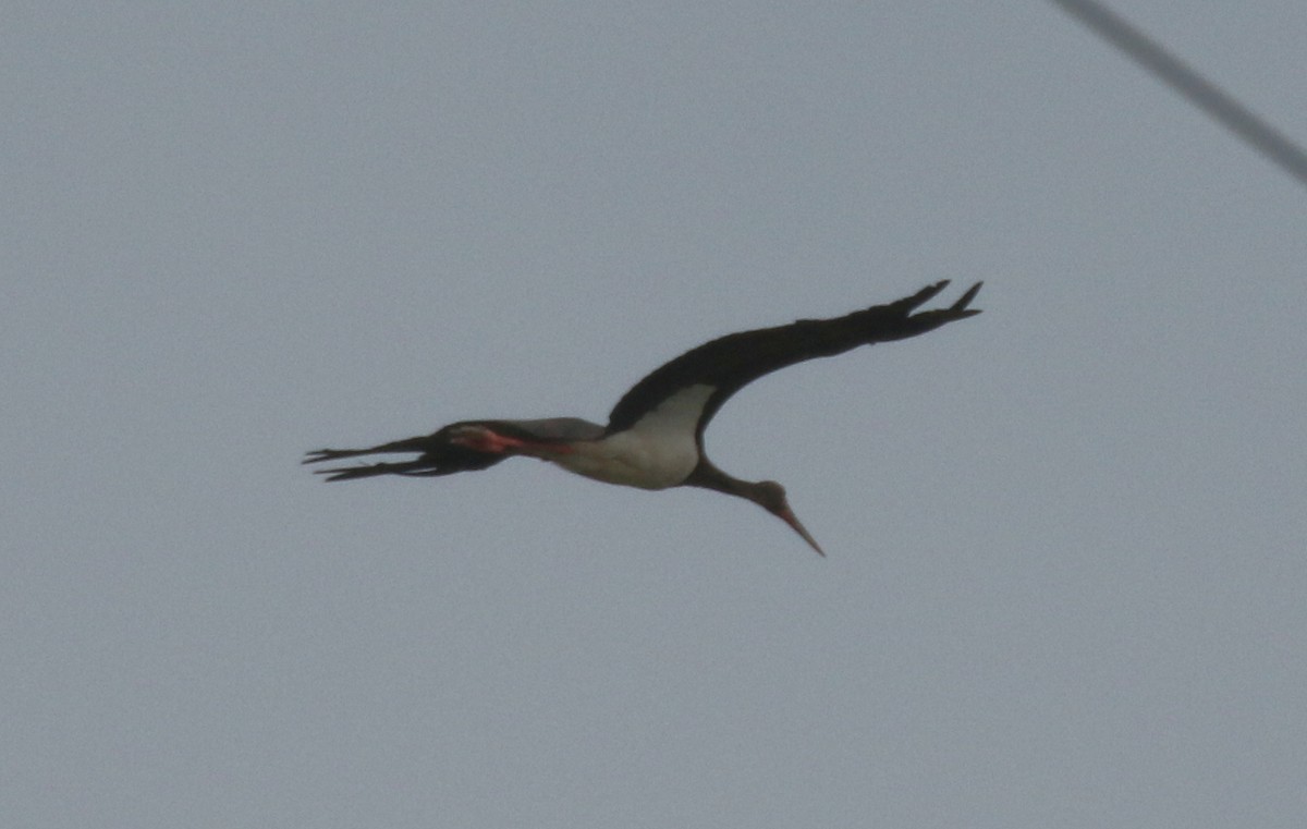 Black Stork - ML525426671