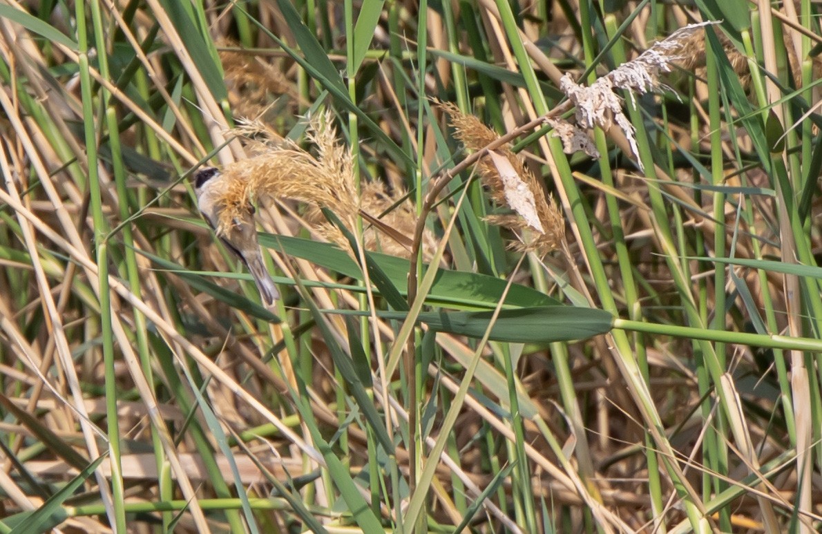 Rémiz penduline - ML525426771