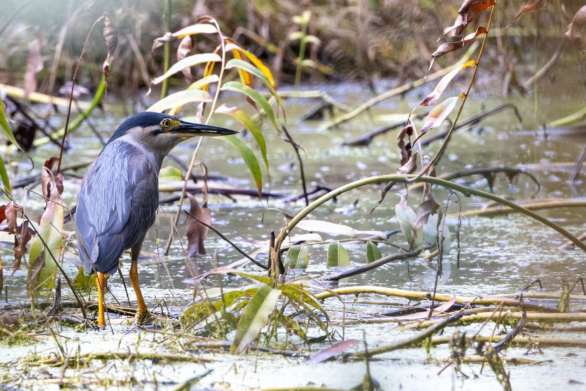 Striated Heron - ML525427031