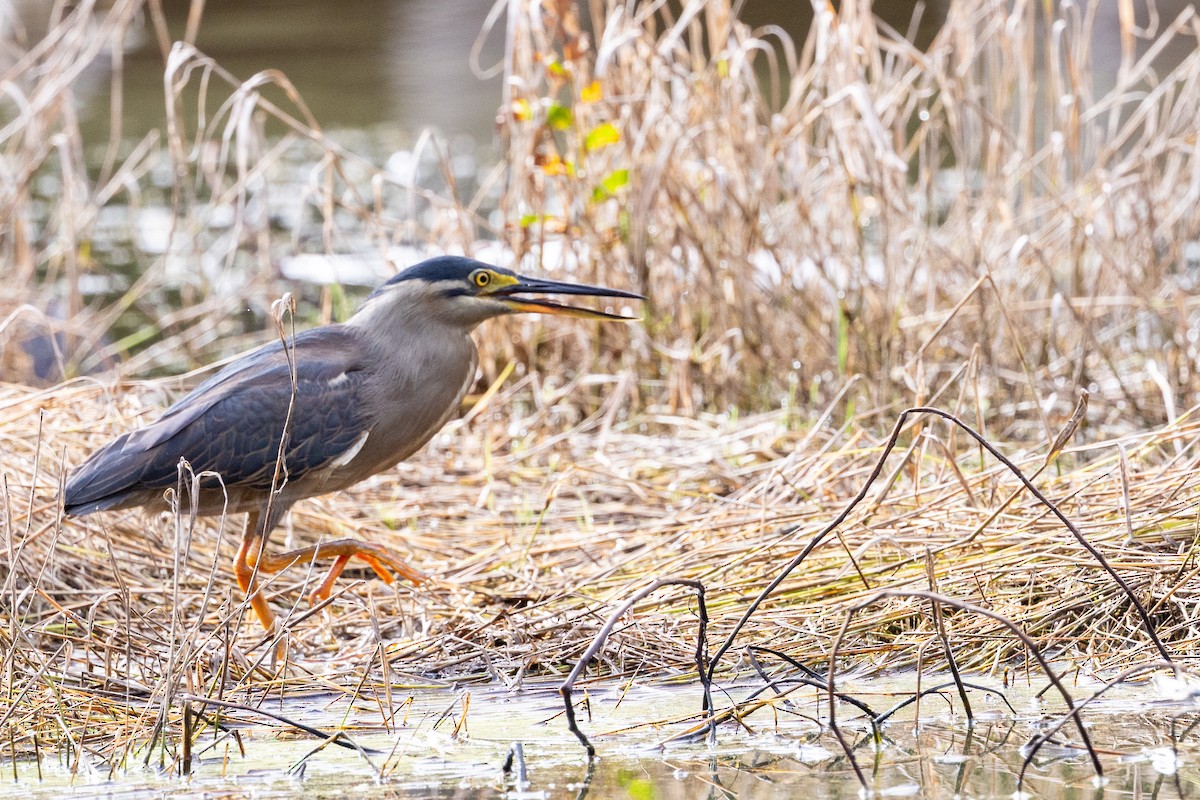 Striated Heron - ML525427041