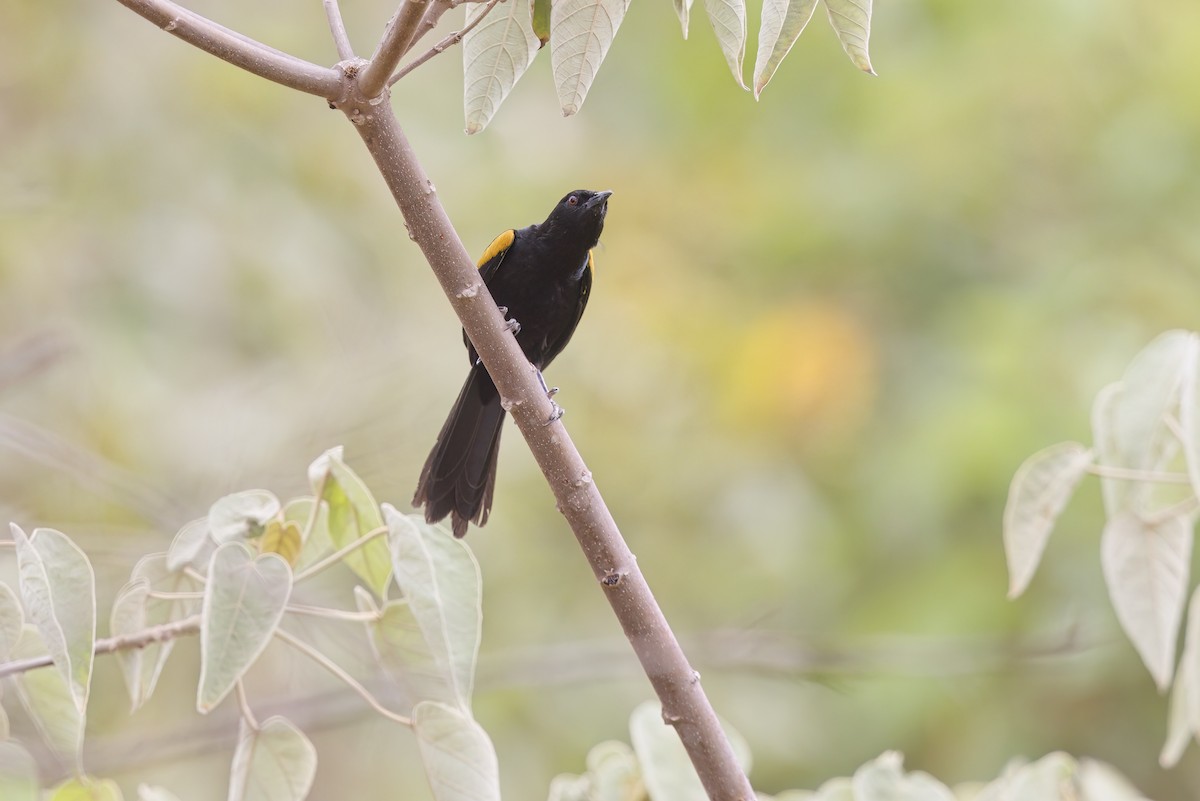 Variable Oriole - ML525428621
