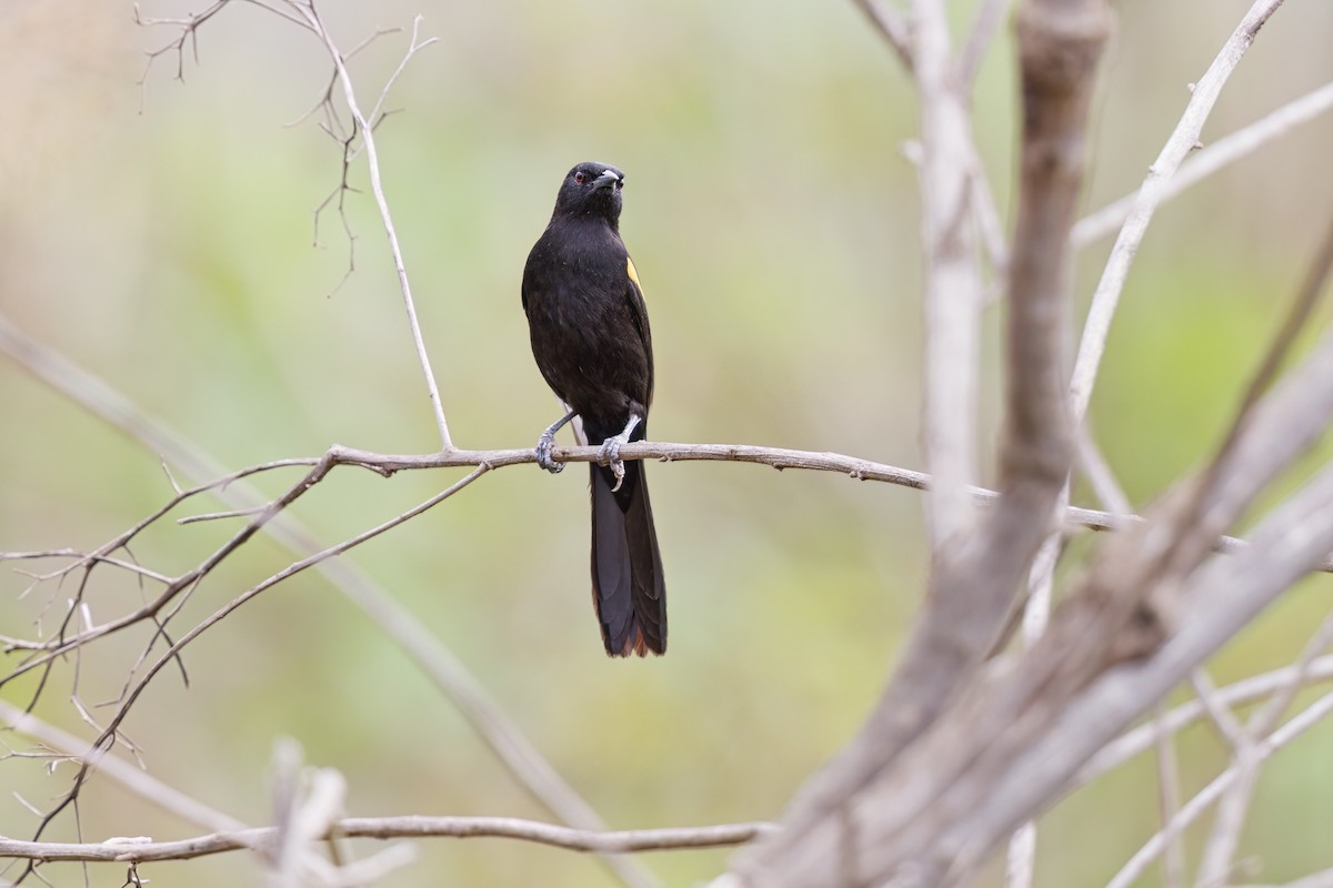 Variable Oriole - ML525428641