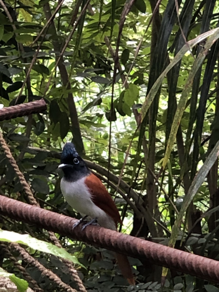 Indian Paradise-Flycatcher - ML525428901