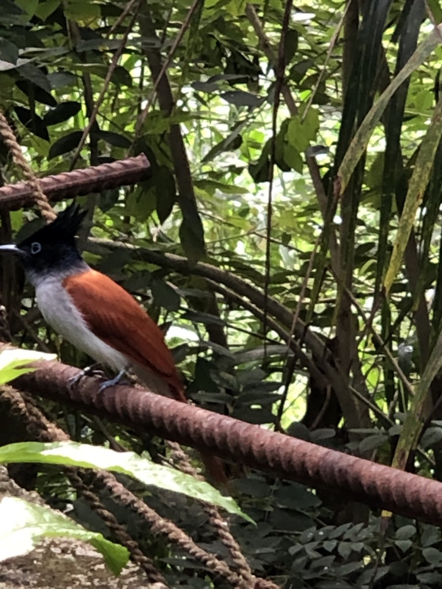 Indian Paradise-Flycatcher - ML525428931