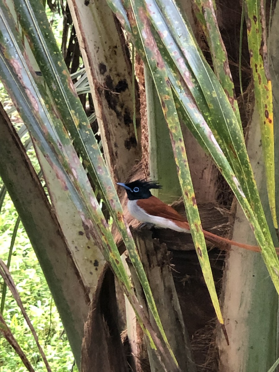 Indian Paradise-Flycatcher - ML525428951