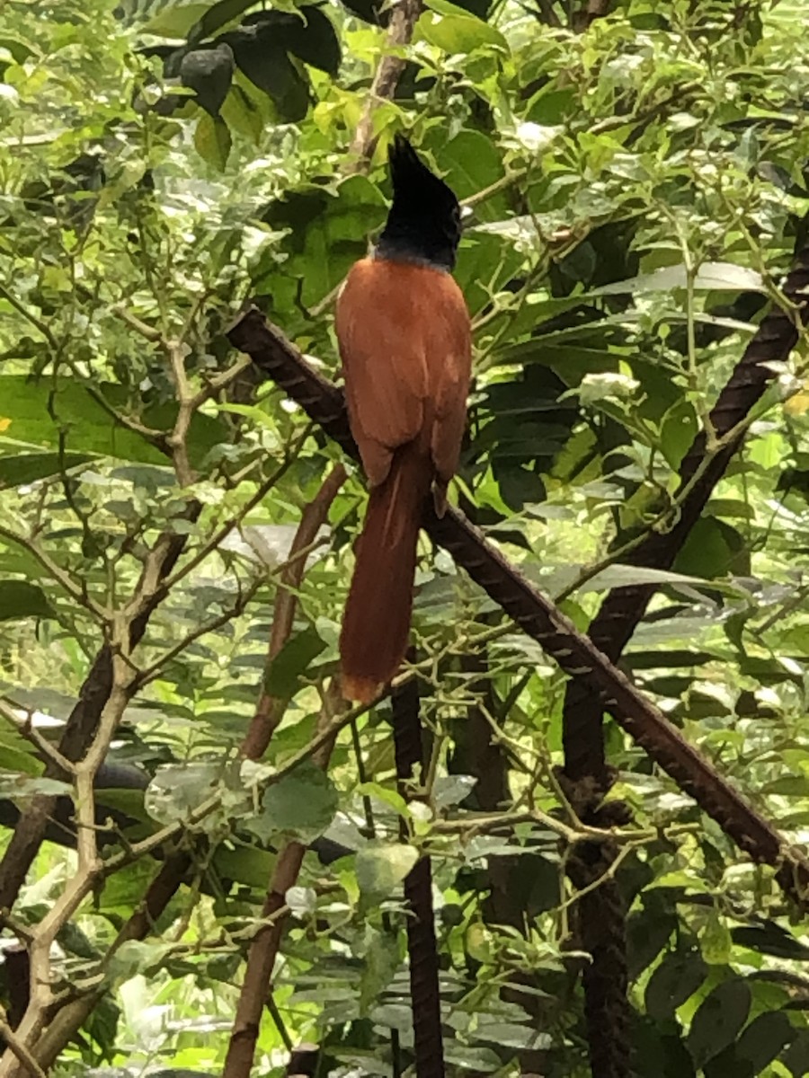 Indian Paradise-Flycatcher - ML525428971