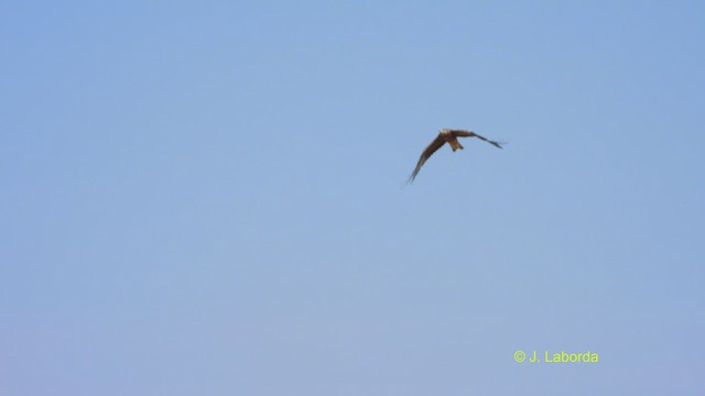 Red Kite - ML525429621