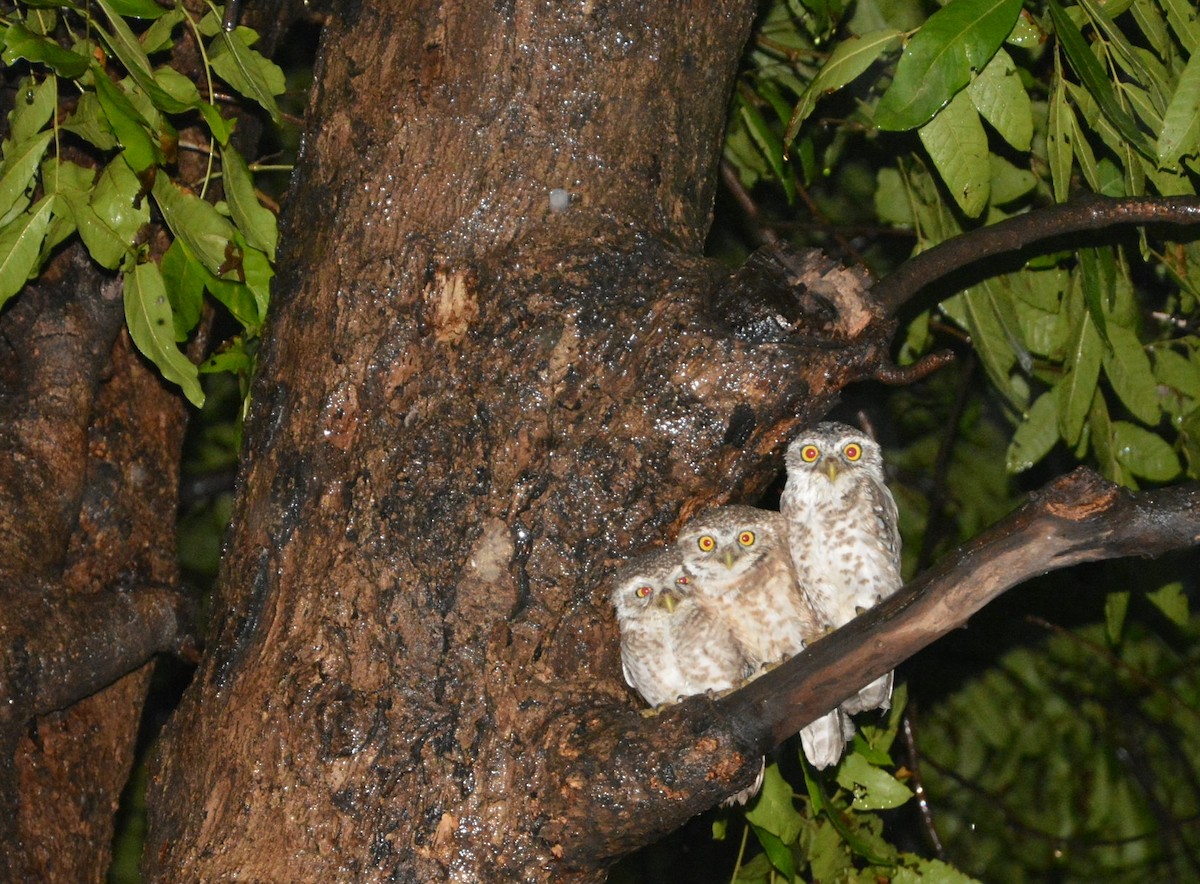 Spotted Owlet - ML525430541