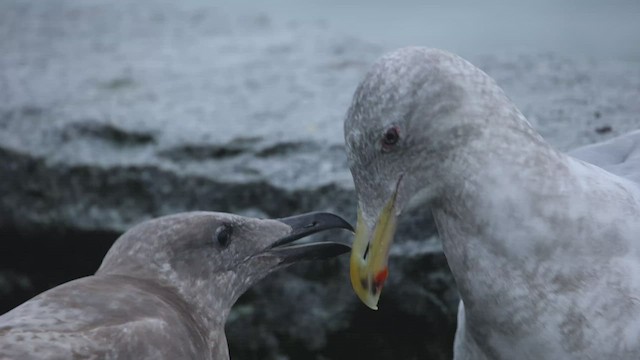 Gaviota de Bering - ML525431241