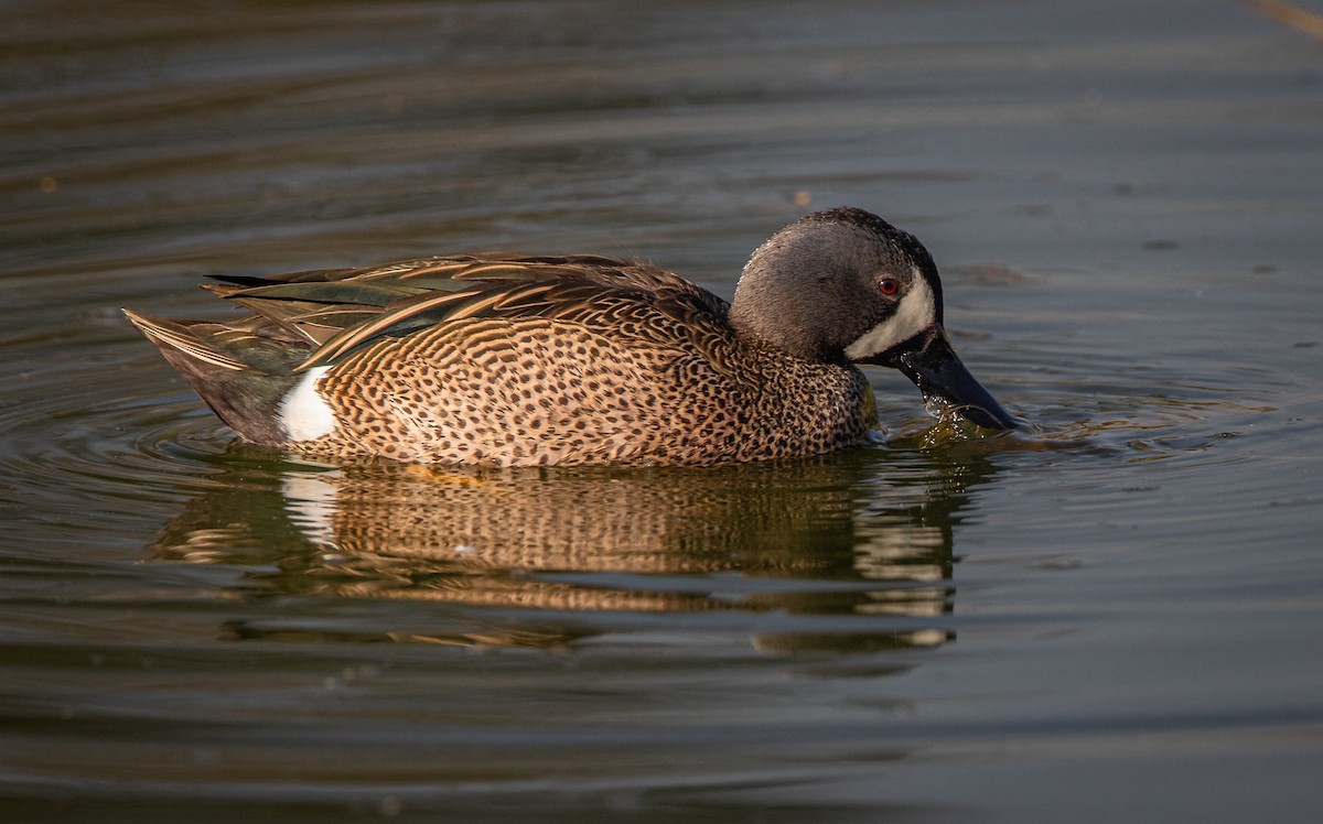 Blue-winged Teal - bj worth