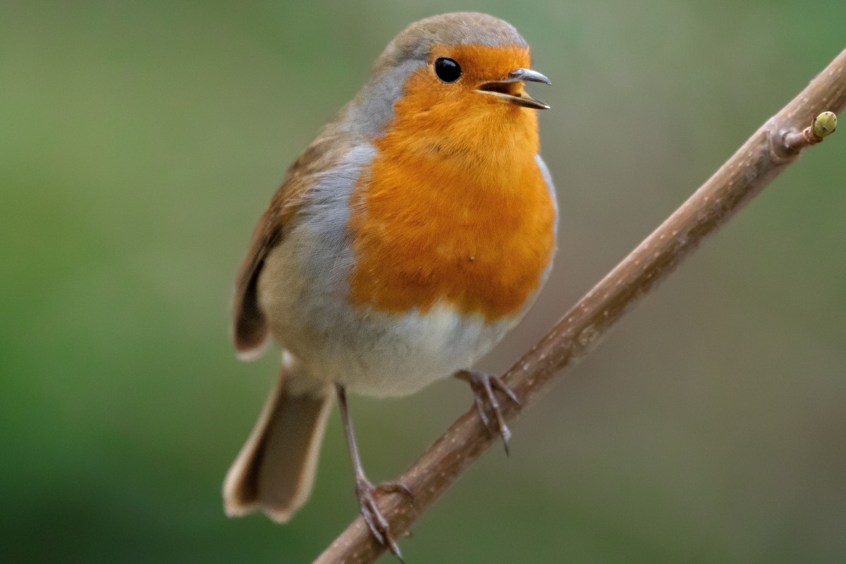 European Robin - ML525433951