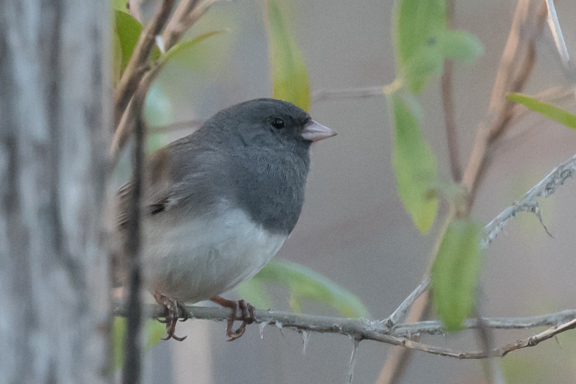 Dark-eyed Junco - ML52543431