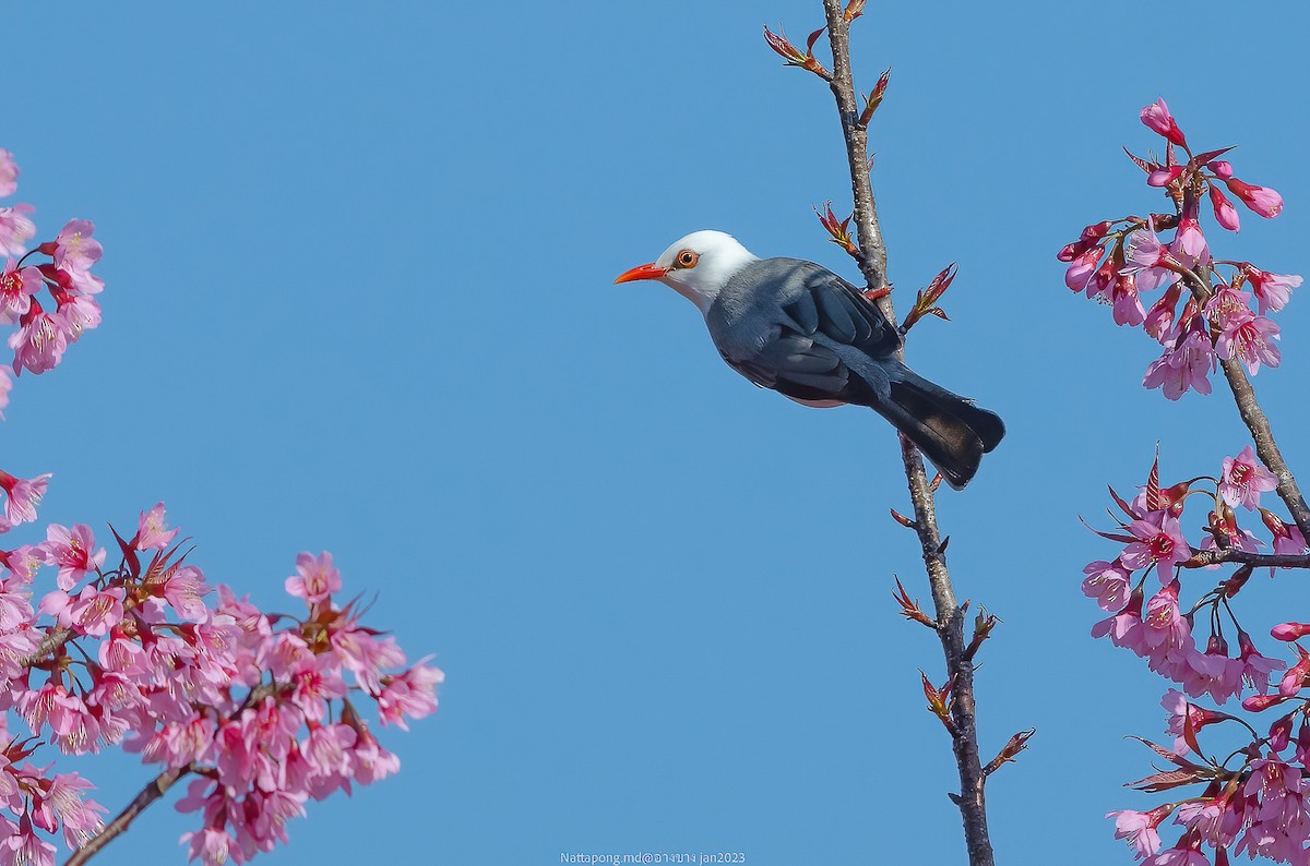 White-headed Bulbul - ML525434541