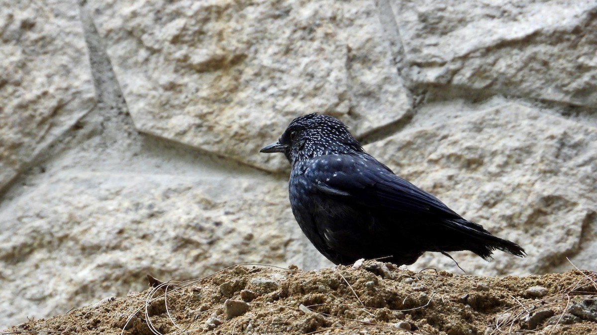 Blue Whistling-Thrush - ML525435361