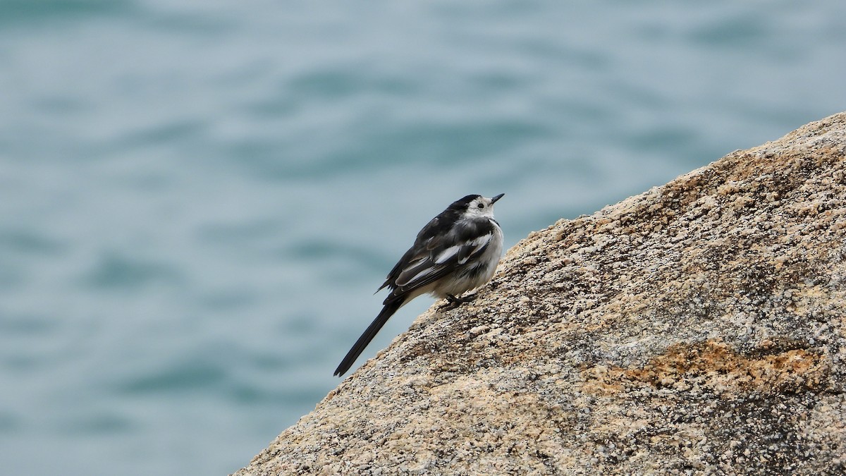 White Wagtail - ML525435431