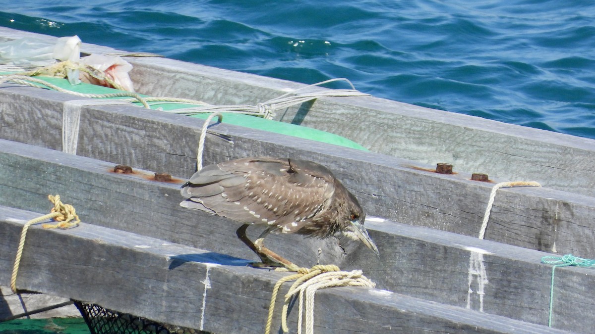 Black-crowned Night Heron - ML525435721